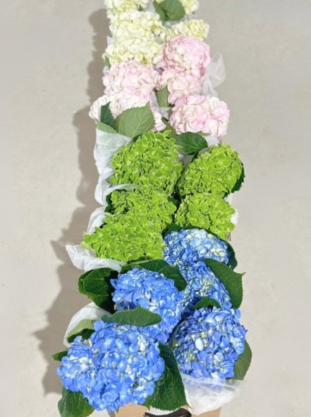 Hortensia Premium Mixta 60cm 17/18 "CC32"