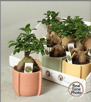 P. Ficus Mini Ginseng Bonsai 15/35cm x6 -M. Ceramica-