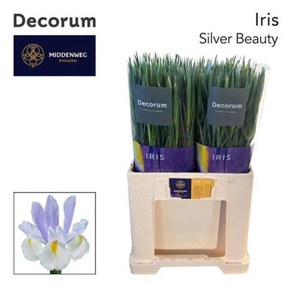 Iris Silver Beauty 65cm 40gr