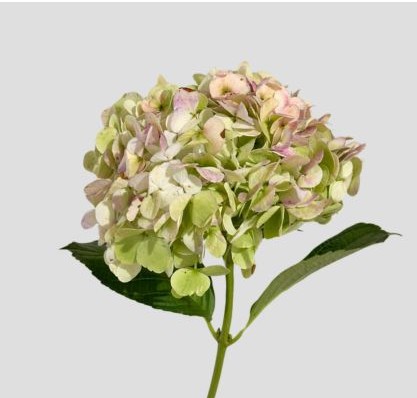 Hortensia Premium Antic Green 60cm 17/18