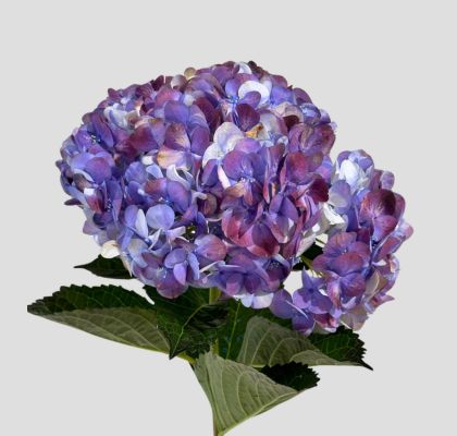 Hortensia Premium Vintage Lila 60cm 17/18