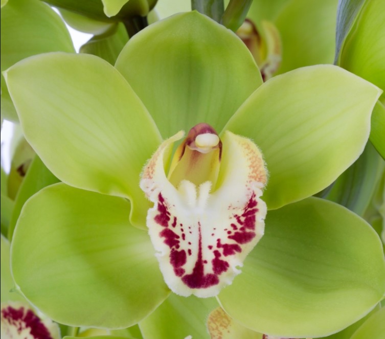 Cymbidium Noah 100cm Vd.