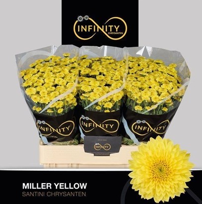 Santini Miller Yellow 1000gr "T25"