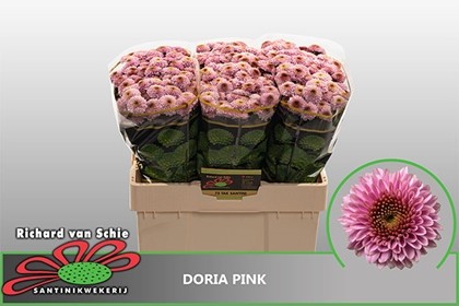 Santini Doria Pink 800gr "T25" Rs.