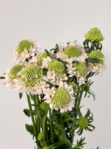 Scabiosa Nac. Rosa Bebe 65cm (7 Dias - 2)