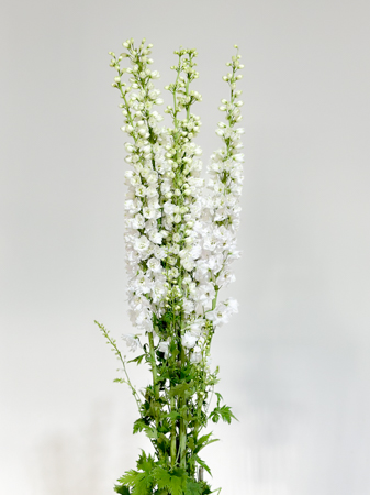 Delphinium Nac. Blanco 100cm (7 Dias - 2)