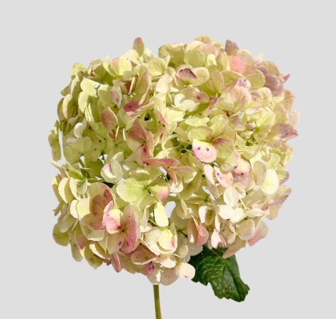 Hortensia Premium Vintage Red 60cm 17/18