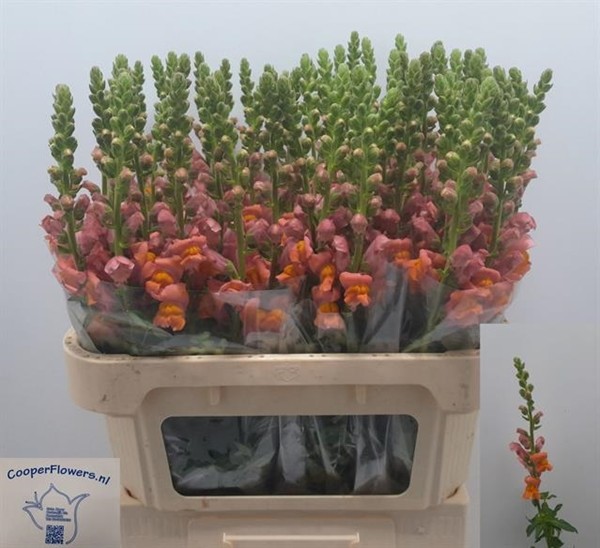 Antirrhinum Italia Orange 80cm