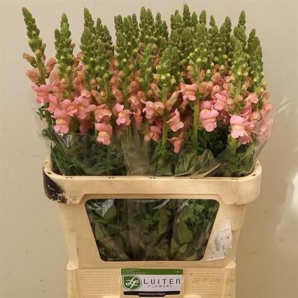 Antirrhinum Italia Pink 80cm