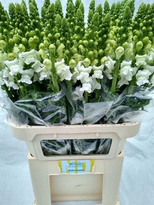 Antirrhinum Italia White 80cm