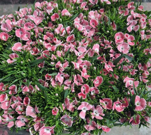 Dianthus Barbatus Italia Pink Lindo Breanthus 60cm "T50"