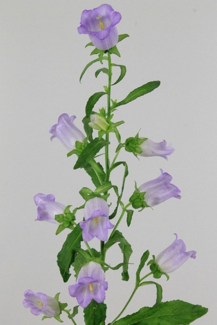 Campanula Hol. M Champion Lavender 60cm