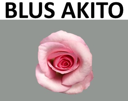 Rosa Hol. Blushing Akito 50cm Rs. " Flor peq."