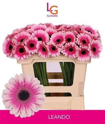 Gerbera Mini Hol. Leando "T20"