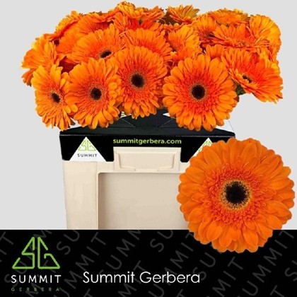 Gerbera Hol. Bonanza Nj.