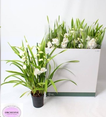 P. Cymbidium Overig Blanco 14/75cm x8 4T