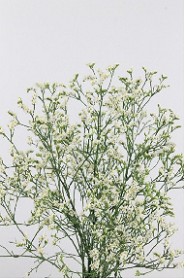 Limonium Hol. Sin China White 55cm 25gr "T25"