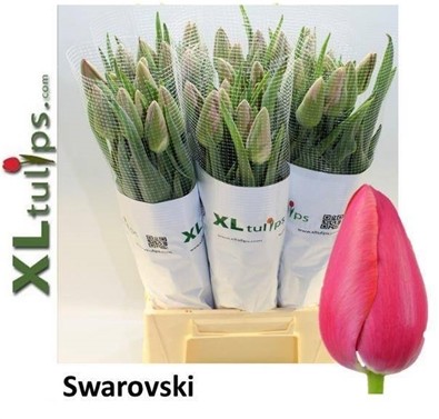 Tulipan Frances Swarovski 55cm Rs.