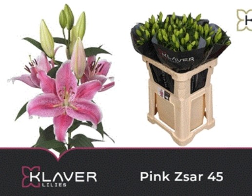 Oriental Hol. Rs. Pink Zsar 90cm 5 flores