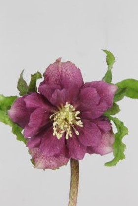 Helleborus Doble Ellen Red 40cm (7 Dias - 2)