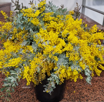 Mimosa Italia Baileyana Flowering 55cm 200gr  (7 Dias - 2)