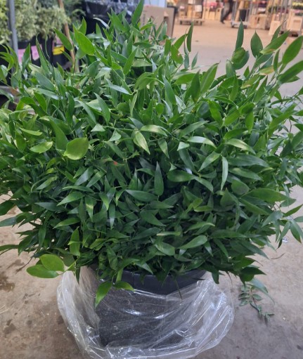 Ruscus Ramificado Short 400gr