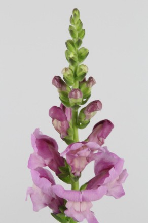 Antirrhinum Italia Lavanda 80cm