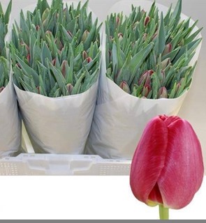 Tulipan Hol. Assisi 40cm Frs.