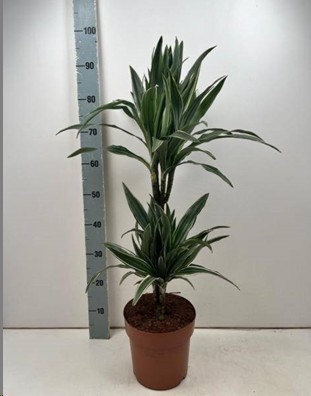 P. Dracena Hol. Warneckei  21/90cm 2T ( 45-90)