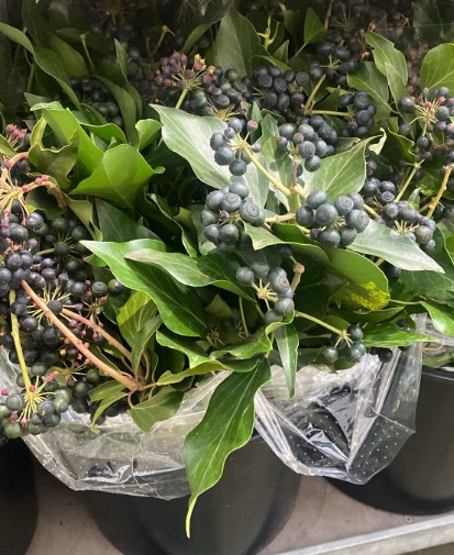 Hedera Berry Italia 50cm 250gr