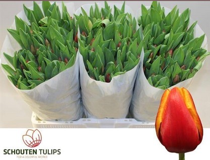 Tulipan Hol. Bolroyal Happy 40cm Bic.