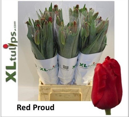 Tulipan Frances Red Proud 60cm Sal.