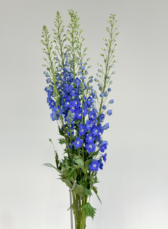 Delphinium Nac. Azul 100cm (7 Dias - 2)