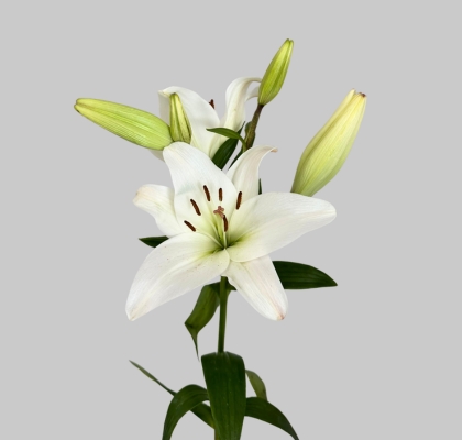 Lilium LA.  Blanco 80cm 3/4 fl. (7 Dias - 2)