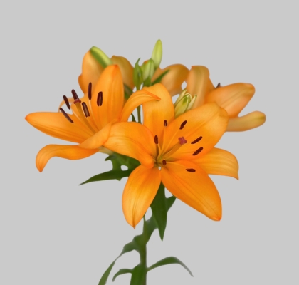 Lilium LA.  Naranja/Salmn 80cm 3/4 fl. (7 Dias - 2)