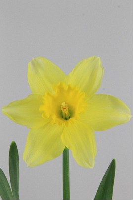 Narciso Hol. G Carlton Am 40cm