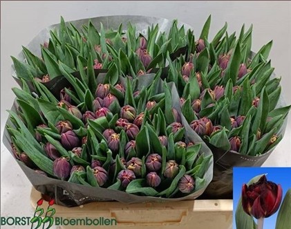 Tulipan Hol. Doble Outback 40cm Mor.