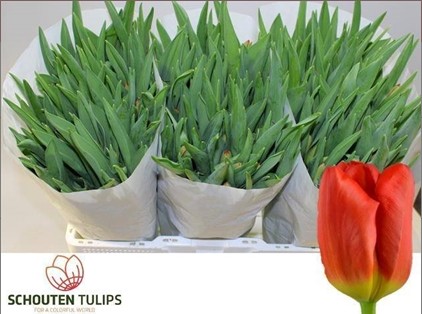 Tulipan Hol. Sunbelt 40cm Nar.