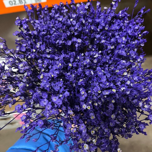 Limonium Col. Pintado Morado 70cm