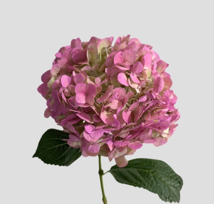 Hortensia Premium Tint. Antic Lavanda 60cm 17/18