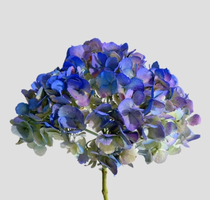 Hortensia Premium Tint. Antic Azul 60cm 17/18