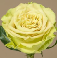 Rosa Col. Matcha 70cm