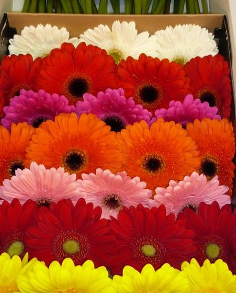 Gerbera Italia Mixta "T20"