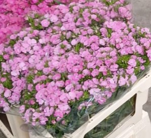 Dianthus Barbatus Italia Pink 50cm "T50"