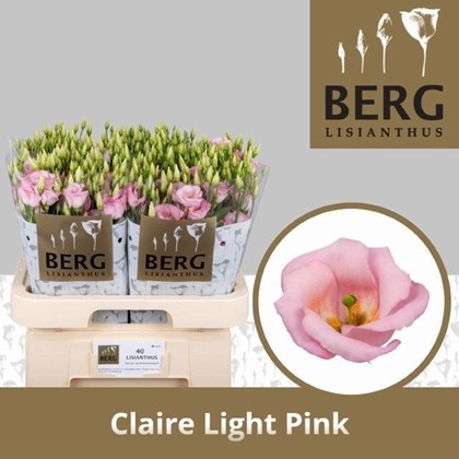 Lisiantus Hol. Clari Light Pink 70cm 55gr "T10"