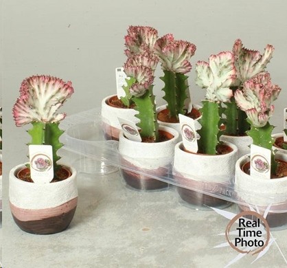 P. Euphorbia Lac Cristata 11/20cm x8 -M.Ceramica-