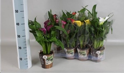 P. Calla Mixta 5Kl 13/40cm x8 4F