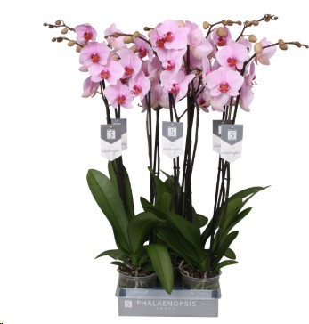 P. Phalaenopsis Washinton 12/80cm x4 2T