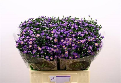 Aster Hol. Teeny Tiny Blue 60cm 15gr "T25"