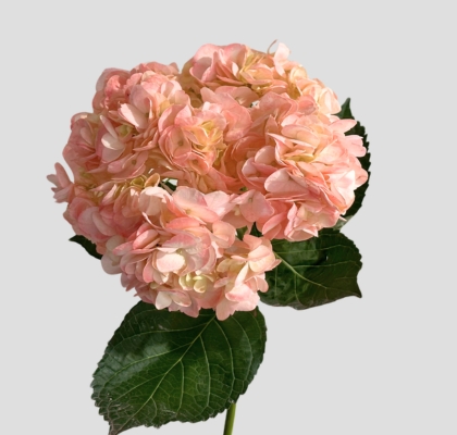 Hortensia Premium Tint. Rosa 60cm 17/18 (7 Dias - 2)